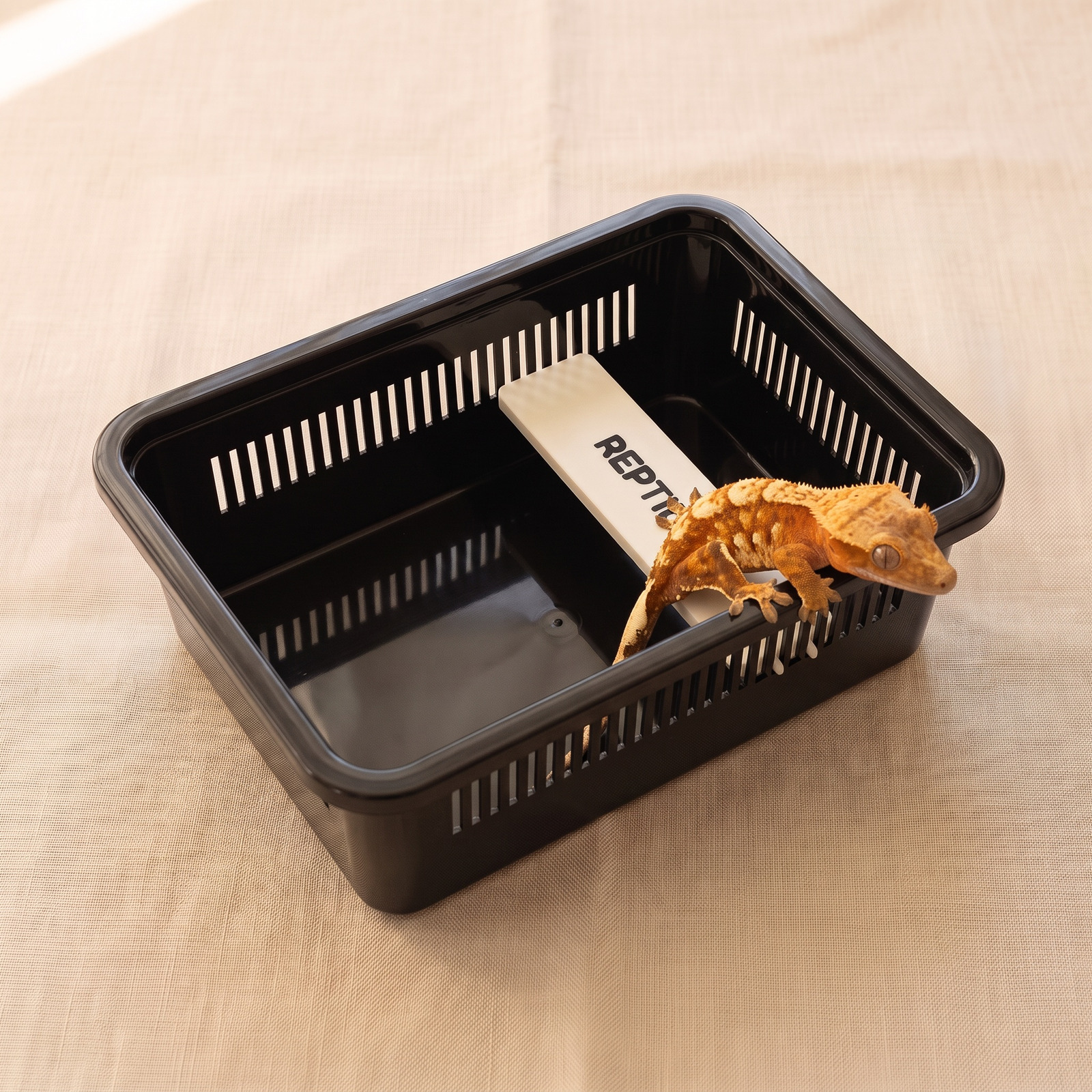 ケージの中で棚の上に乗って休むクレステッドゲッコー（使用例）